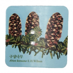 Square Card Magnets - 4 Color Process